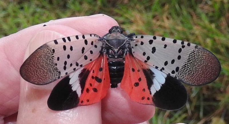 a spotted lanternfly on a tree trunk