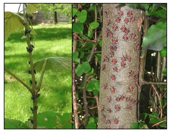 Black insects on a green grape stalk on the left, and red nymphs on the brown trunk of a tree-of-heaven with foliage in the background.