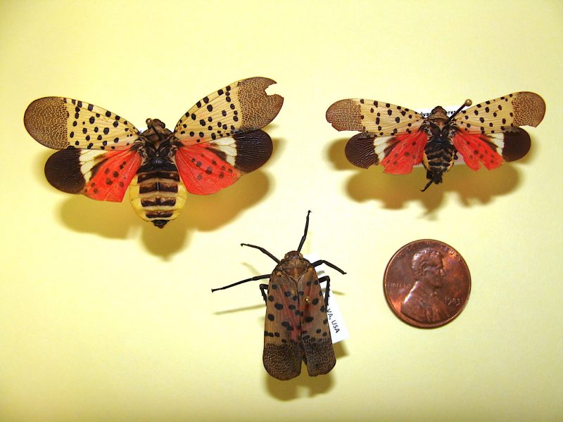 adult spotted lanternfly specimens with a coin