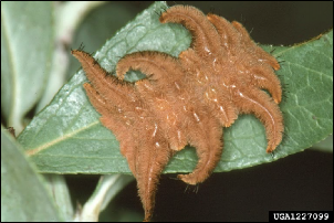 A furry caterpillar rests on a fresh leaf.