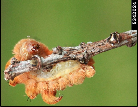 A hag moth caterpillar clings to a twig, showing the underside of the body.