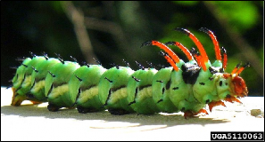 A large caterpillar with ornate horns and spines.