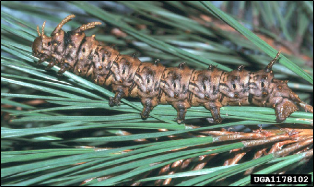 A large caterpillar feeding on conifer needles.