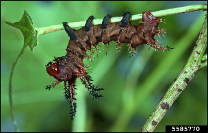 A caterpillar hangs upside down from a leaf.