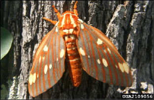 A large moth rests on a tree trunk.