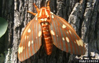 A large brown moth rests on a tree trunk.