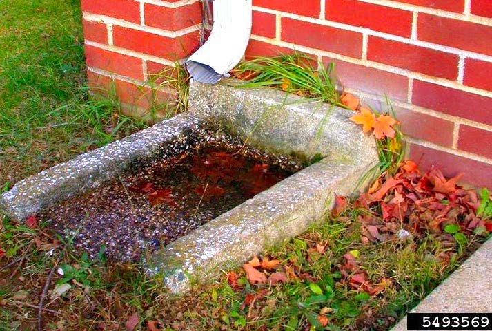 Figure 4, A concrete splash block under a downspout beside a house is not sloped enough to drain properly and holds water.