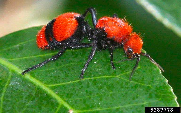 Figure 1, A wingless female velvet ant rests on the edge of a fresh leaf.
