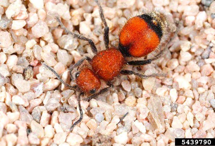 Figure 2, A closeup image of a wingless female velvet ant on a bed of gravel.
