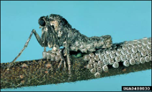 A wingless female moth rests beside the eggs she has laid on a twig.