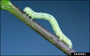 A smooth-skinned caterpillar crawls along a twig.