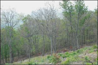 The canopy of multiple trees on a hillside has been denuded by caterpillar feeding.