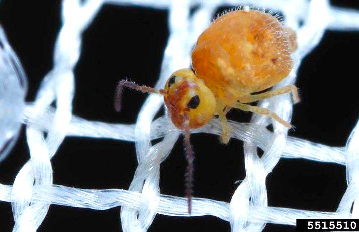 Figure 5, A close up image of a globular springtail with prominent eye patches on woven mesh material.