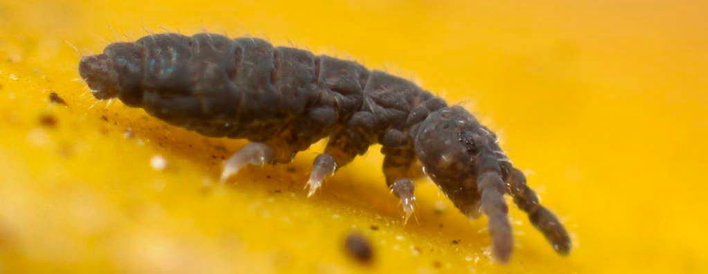 Figure 6, A close up image of a flat, wrinkly springtail with stubby antennae.