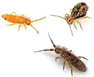 A composite image of three different species of springtails.