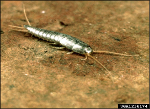 A silverfish with antennae and abdominal filaments extended.