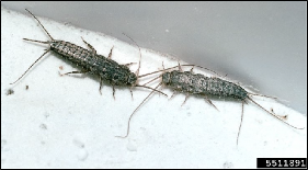 Two silverfish touching their antennae together.