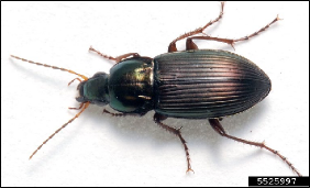 A beetle with its antennae and legs extended from the body.
