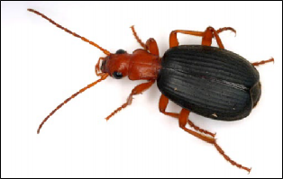 A closeup of a bombardier beetle.