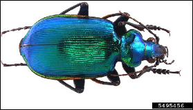 A beetle with its antennae extended behind the head.