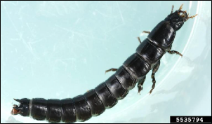A beetle larva with an elongated body.