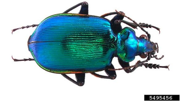 A colorful ground beetle with its antennae extended behind its head.