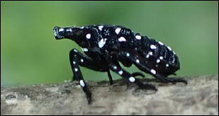  A young spotted lanternfly nymph rests on tree bark.