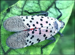 A dorsal view of a spotted lanternfly adult resting on a fresh leaf.