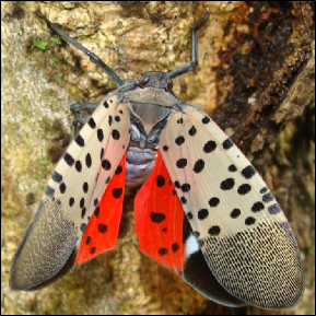  An adult spotted lanternfly with expanded wings rests on a tree trunk.
