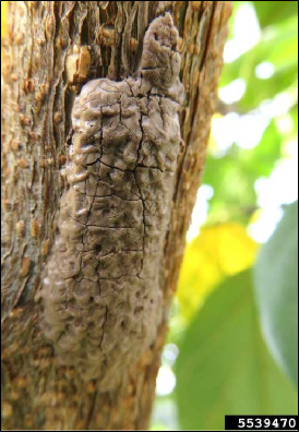 Figure 1, A spotted lanternfly egg mass on a tree trunk.