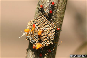 Figure 6, A wheel bug egg mass with emerging nymphs.