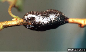Figure 4, An egg mass of the eastern tent caterpillar encircles a small twig.