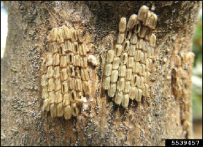 Figure 2, Spotted lanternfly egg masses without their protective coverings. Some eggs show openings where the nymphs have emerged from the egg.