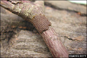 Figure 5, A fall cankerworm egg mass laid on a small branch.