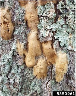 Figure 3, Egg masses of the spongy moth (formerly known as gypsy moth) on a tree trunk.