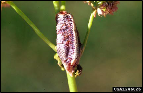 Figure 8, An egg mass of the Carolina mantid on a fresh plant stem.