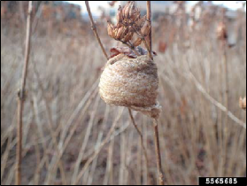 Figure 7, An egg mass of the Chinese praying mantis on a stem of dried grass.