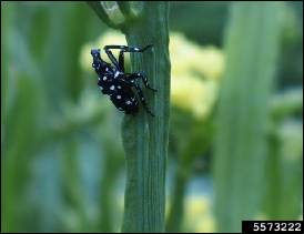 Figure 1, A young spotted lanternfly nymph climbs a plant stem.