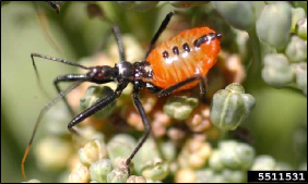 A wheel bug nymph climbs over a plant.