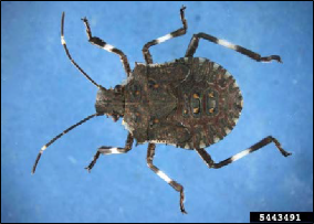 A brown marmorated stink bug nymph with banded markings on the antennae and legs.