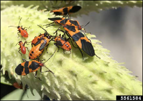 Immature milkweed bugs cluster around adults on a milkweed pod.