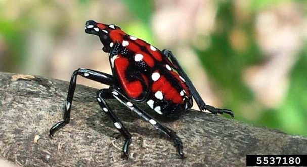 A mature spotted lanternfly nymph rests on a branch.