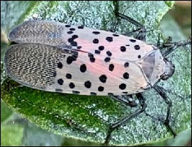 Spotted Lanternfly