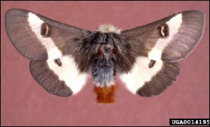 Buck moth