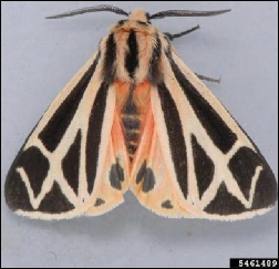 Ornate bella moth