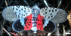An adult spotted lanternfly spreads its wings fully.