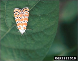 Tiger moth