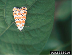 Figure 5, An adult bella moth rests on a fresh leaf.