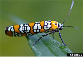 An adult moth with wings curled around its body.