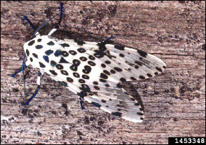 An adult giant leopard moth rests on a piece of wood.